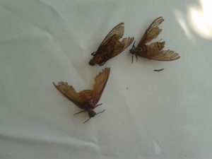 Arı Kovanı içindeki böcekler